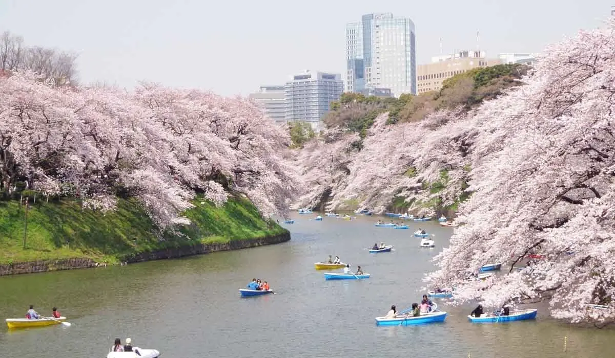 Spring in Japan: Cherry Blossoms and Mild Weather