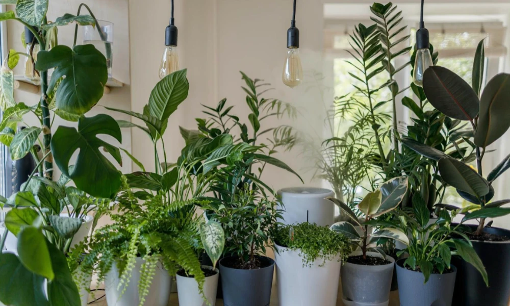 Indoor Plants