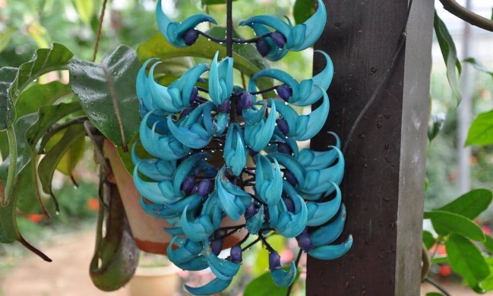 Beautiful Trailing Plants 