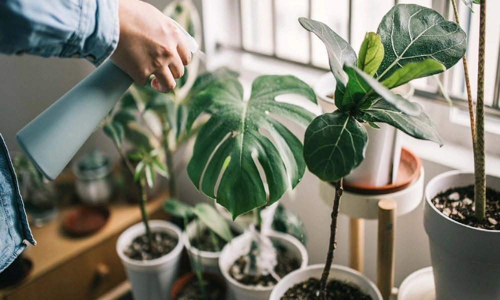 watering the plants