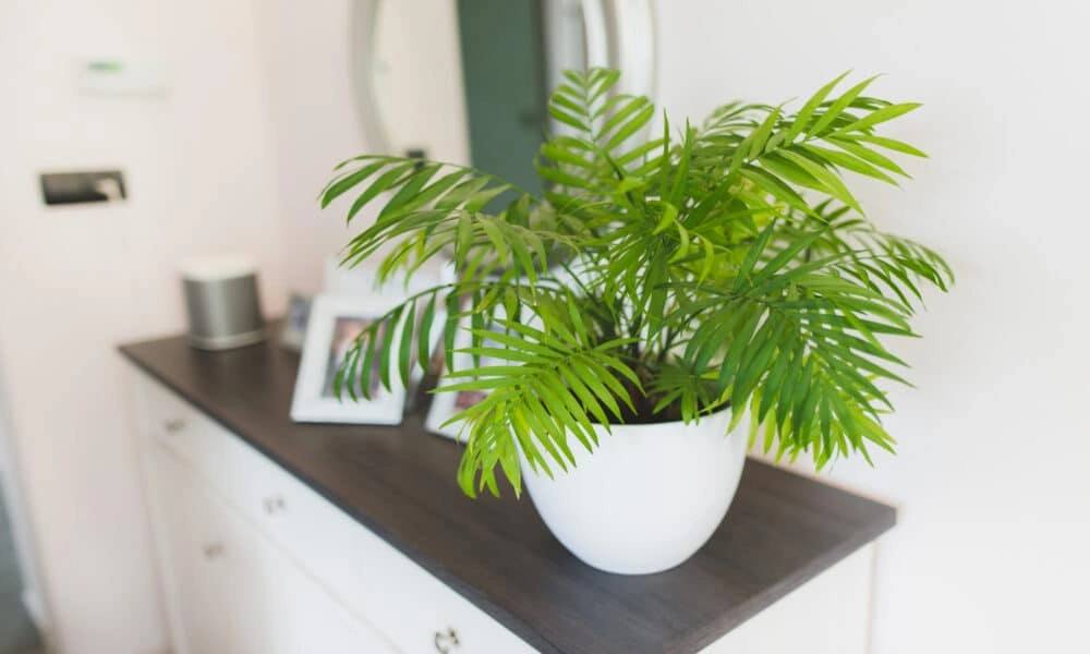 compact small plant