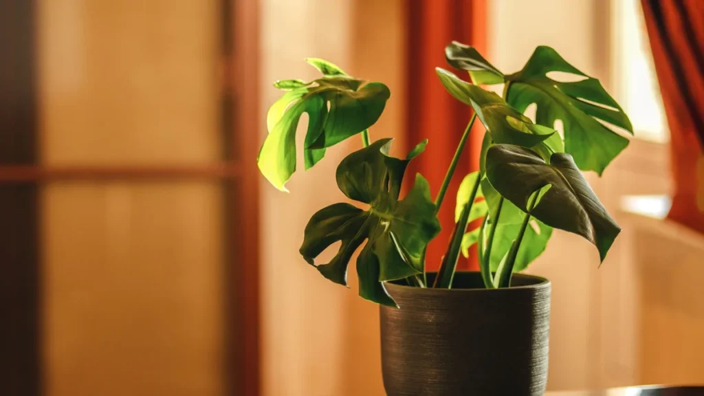 Best Low Light Indoor Plants